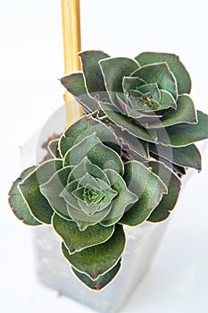 Crassula capitella turrita plant succulent in pot. Green little flower on white background.