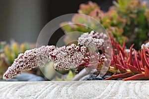 Crassula erosula Campfire with white flower, succulent plant in