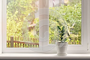 Crassula flower in pot on windowsill photo