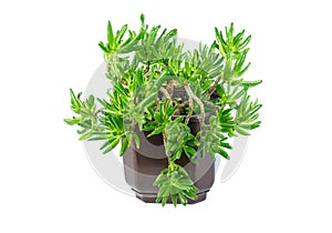 Crassula Gollum or Trumpet Finger Jade on white background