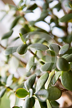 Crassula or jade plant closeup photo