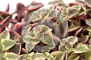 Crassula marginalis fleshy leaves photo