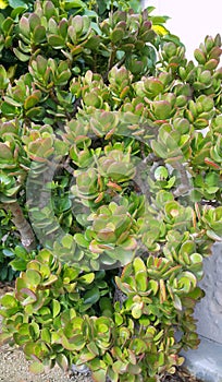 Crassula or Money tree succulent plant