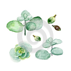 Crassula, money tree. Succulents isolated on a white background. Watercolor hand drawn illustration