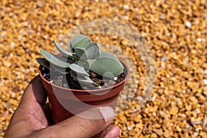 Crassula morganÃ¢â¬â¢s Beauty compact succulent in a pot photo