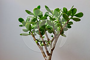 Crassula ovata