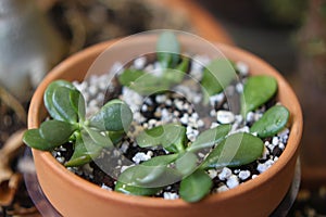 crassula ovata 3464 c