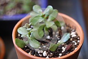 crassula ovata 3467 c