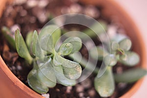 crassula ovata 3552 c