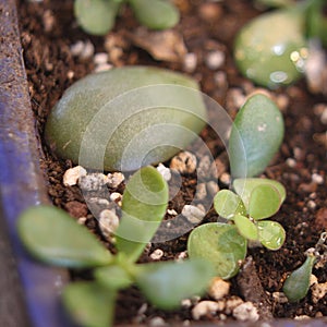 crassula ovata 3553 e