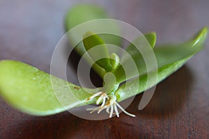 crassula ovata 3578 c