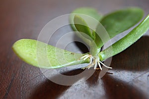 crassula ovata 3580 c