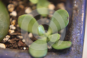 crassula ovata 3590