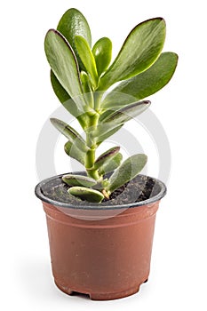 Crassula ovata