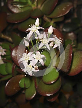 Crassula ovata in bloom