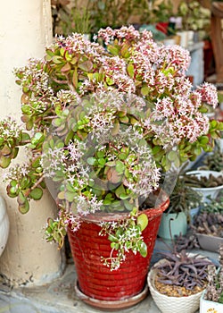 Crassula ovata blooming succulent plant in garden in red pot