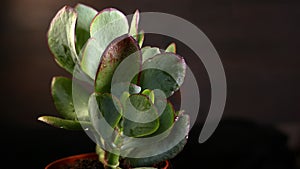 Crassula ovata Blue Bird in black studio