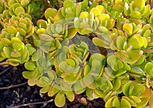 Crassula ovata commonly known as Jade plant, Friendship tree, Lucky plant or Money tree succulent plant close up.