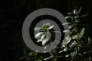 Houseplant succulent Jade plant closeup on dark background.