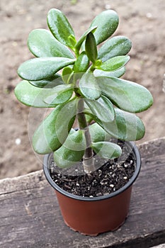 Crassula ovata in a flower pot