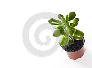 Crassula ovata in a flower pot isolated on white