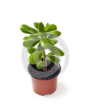 Crassula ovata in a flower pot isolated on white