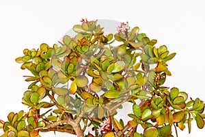 Crassula ovata flowering plant on white isolated background