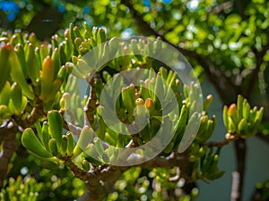 Crassula ovata gollum