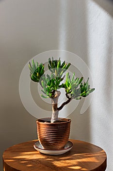 Crassula ovata gollum, bonsai tree