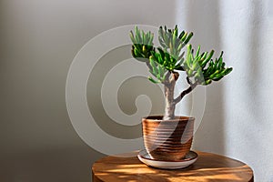 Crassula ovata gollum, bonsai tree