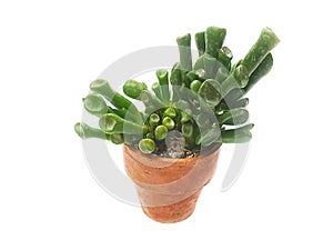 Crassula ovata Gollum Ear,houseplant