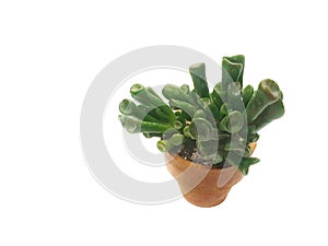 Crassula ovata Gollum Ear,houseplant