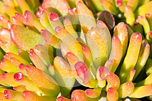 Crassula ovata gollum succulent