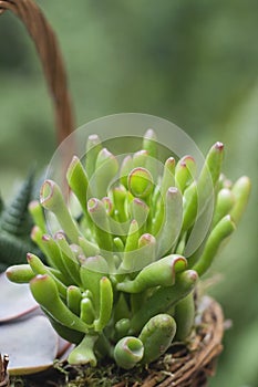 Crassula ovata Gollum succulent plant