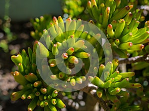 Crassula ovata gollum succulent plant