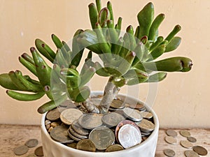 Crassula ovata gollum succulent plant with a lot of coins