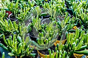 Crassula ovata Hobbit