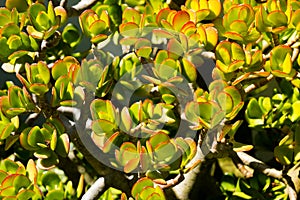 Crassula ovata Hummel`s Sunset, home garden, summer time