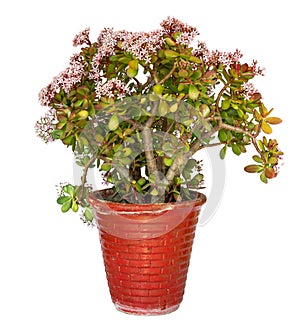 Crassula Ovata jade blooming plant in red flowerpot isolated on white background