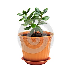 Crassula ovata jade homeplant money tree in brown pot isolated on white