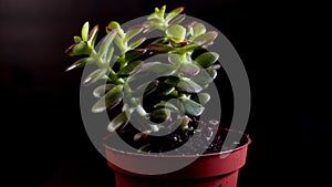 Crassula ovata or Jade plant in black studio