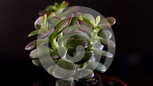 Crassula ovata or Jade plant in black studio