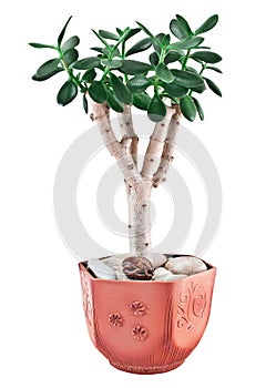 Crassula ovata or jade plant in flower pot