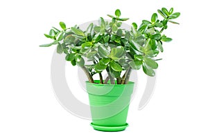 Crassula ovata jade plant isolated on white background