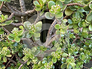 Crassula ovata, jade plant, lucky plant, money plant Photo