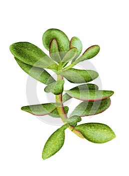 Crassula ovata Jade Plant,Money Plant succulent plant watercolor