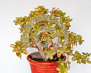Crassula Ovata jade succulent plant in a pot isolated white background