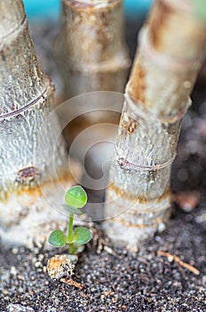 Crassula Ovata Jade tree  Money tree home succulent