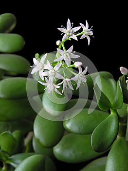 Crassula Ovata or Money tree photo