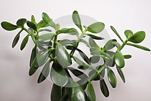 Crassula Ovata or Money tree.